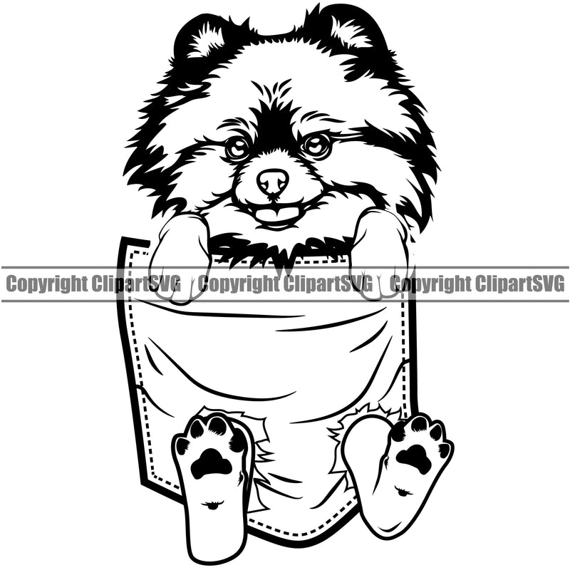 Pomeranian Dog Hanging From Shirt Pocket Design T-Shirt Tshirt Puppy Pup Head Purebred Pedigree Canine K-9 K9 Animal Portrait Doggy Face Cute Body Vector Clipart SVG