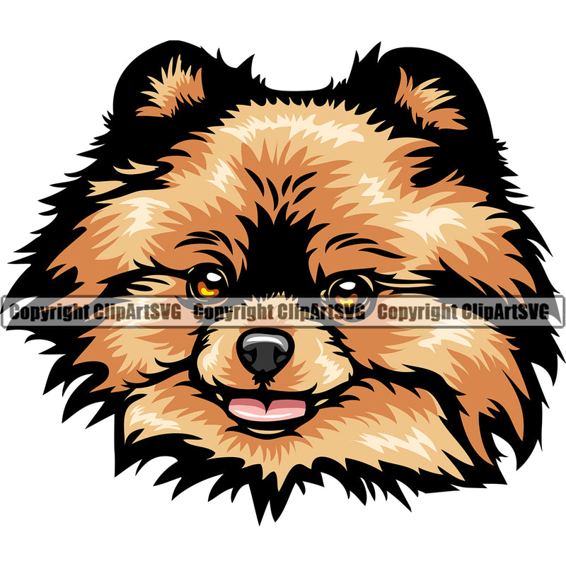 Pomeranian Dog Color Head Design Cute Face Animal Puppy Pup Head Purebred Pedigree Canine K-9 K9 Animal Portrait Doggy Vector Clipart SVG