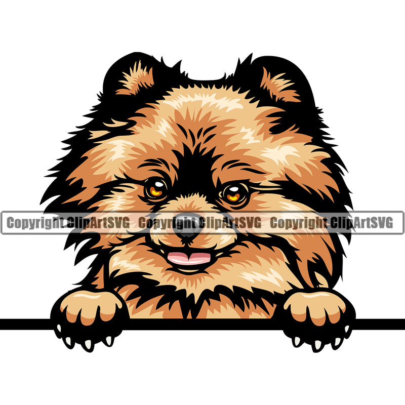Pomeranian Dog Peeking Color Head Design Element Puppy Pup Head Purebred Pedigree Canine K-9 K9 Portrait Doggy Animal Vector Clipart SVG