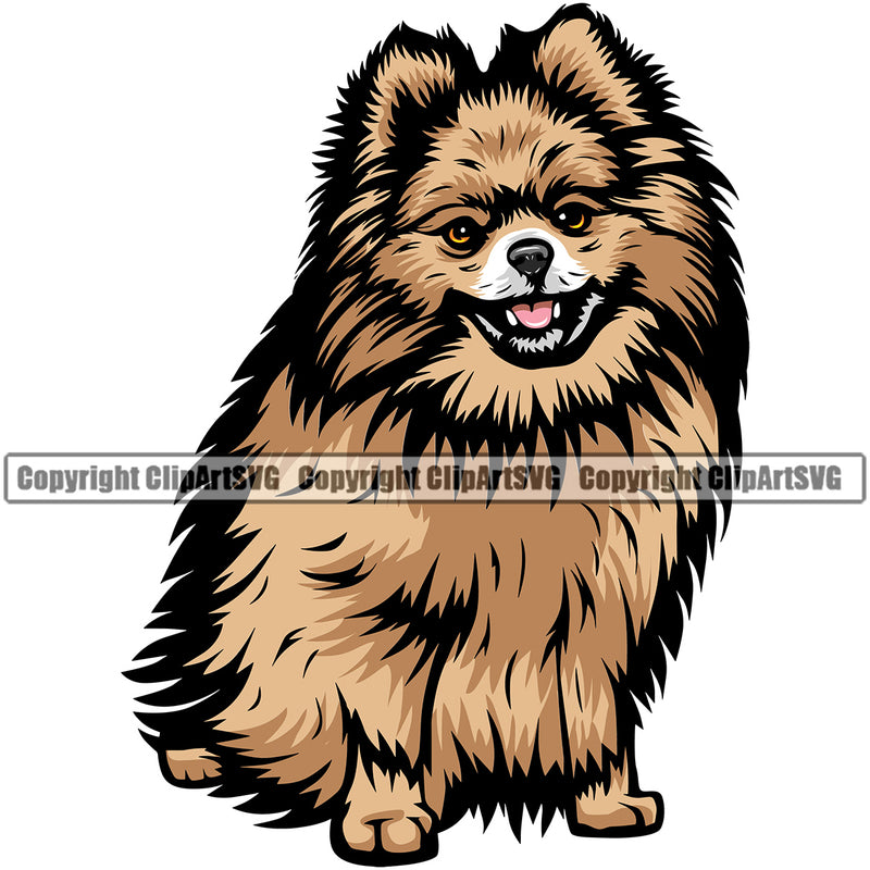 Pomeranian Dog Sitting Design Element Color Animal Body Puppy Pup Head Purebred Pedigree Canine K-9 K9 Animal Portrait Doggy Vector Clipart SVG