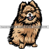 Pomeranian Dog Sitting Design Element Color Animal Body Puppy Pup Head Purebred Pedigree Canine K-9 K9 Animal Portrait Doggy Vector Clipart SVG