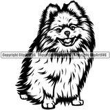 Pomeranian Dog Sitting Position Design Element Smile Face Cute Animal Purebred Pedigree Canine K-9 K9 Animal Portrait Doggy Puppy Pup Vector Clipart SVG