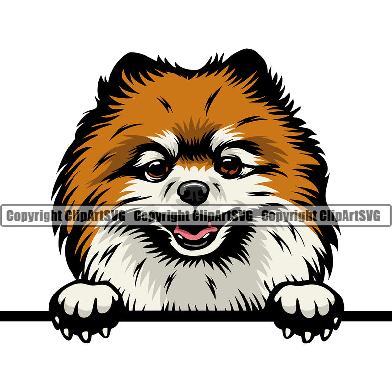 Pomeranian Dog Peeking Design Color Head Animal Cute Face Purebred Pedigree Canine K-9 K9 Animal Portrait Doggy Puppy Pup Vector Clipart SVG