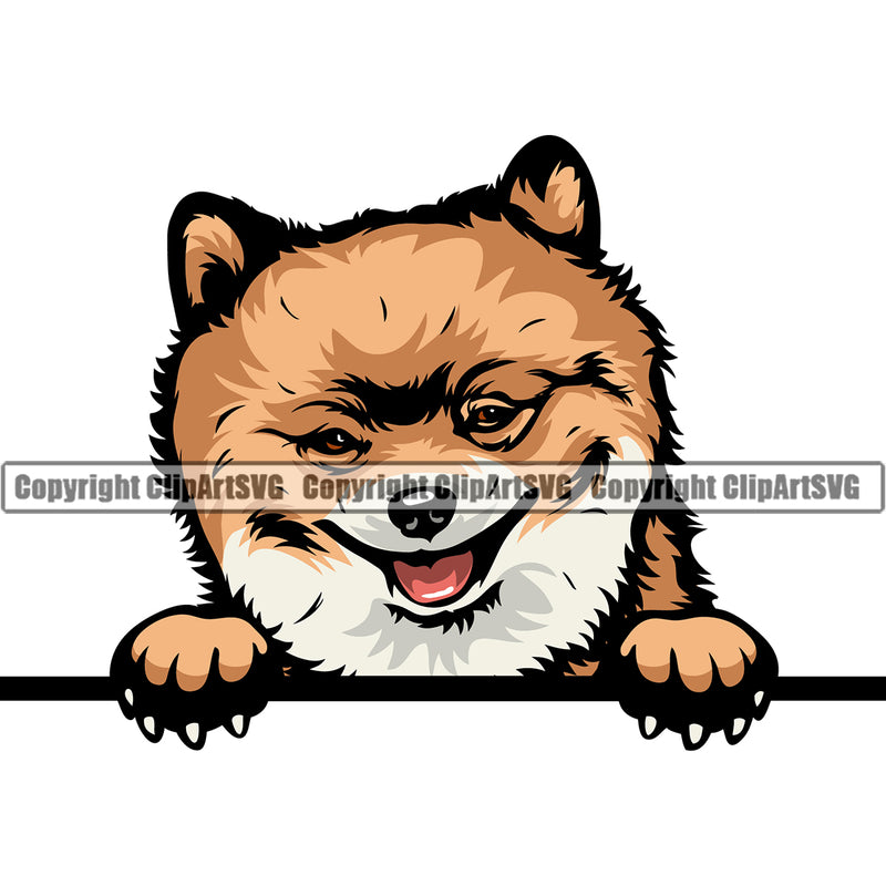 Pomeranian Dog Peeking Design Color Head Animal Cute Face Puppy Pup Head Purebred Pedigree Canine K-9 K9 Animal Portrait Doggy Vector Clipart SVG