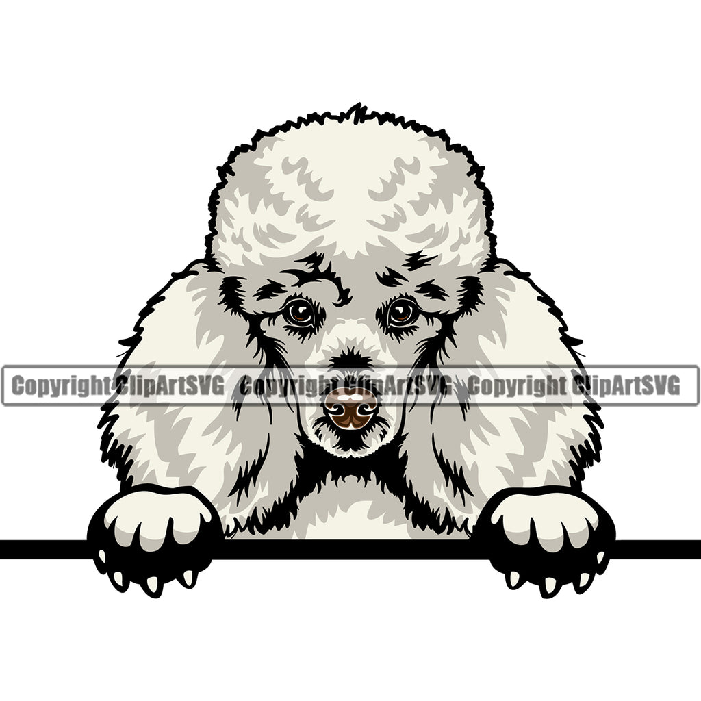 Poodle DOG Peeking Deign Color Head Animal Cute Face Puppy Pup Head Purebred Pedigree Canine K-9 K9 Animal Portrait Doggy Vector Clipart SVG