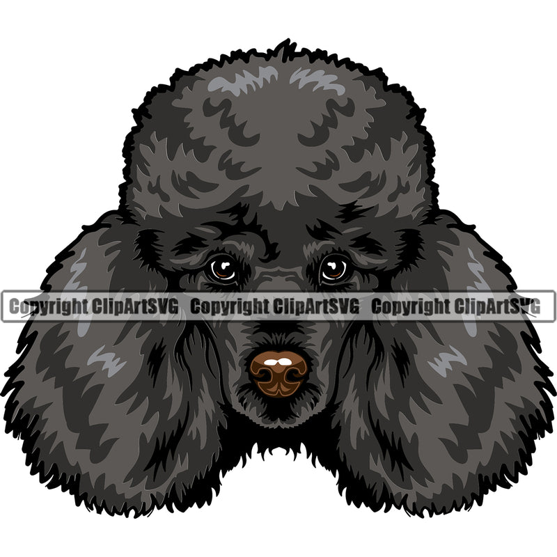 Poodle Black Color Dog Design Animal Head Cute Face Puppy Pup Head Pedigree Canine K-9 K9 Animal Portrait Doggy Purebred Vector Clipart SVG