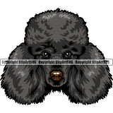 Poodle Black Color Dog Design Animal Head Cute Face Puppy Pup Head Pedigree Canine K-9 K9 Animal Portrait Doggy Purebred Vector Clipart SVG