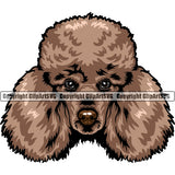 Poodle Dog Brown Color Head Design Cute Face Animal Puppy Pup Head Purebred Pedigree Canine K-9 K9 Portrait Doggy Vector Clipart SVG