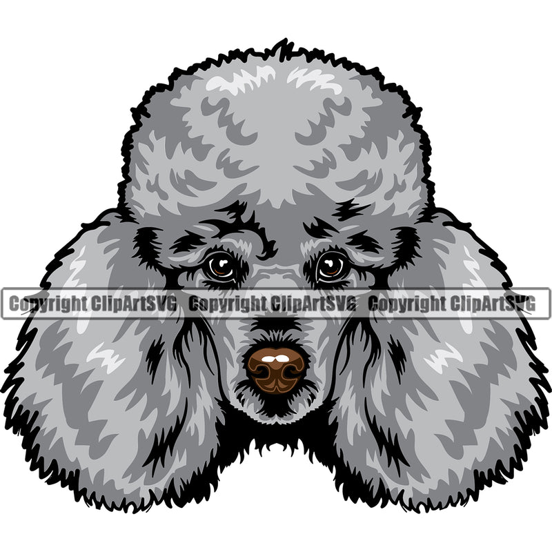 Poodle Silver Color Dog Head Design Cute Animal Face Puppy Pup Head Purebred Pedigree Canine K-9 K9 Animal Portrait Doggy Vector Clipart SVG
