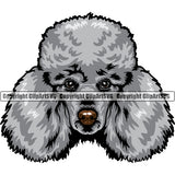 Poodle Silver Color Dog Head Design Cute Animal Face Puppy Pup Head Purebred Pedigree Canine K-9 K9 Animal Portrait Doggy Vector Clipart SVG