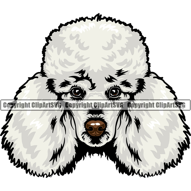 Poodle Dog White Color Head Design Element Puppy Pup Head Purebred Pedigree Canine K-9 K9 Animal Portrait Doggy Face Cute Vector Clipart SVG