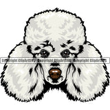 Poodle Dog White Color Head Design Element Puppy Pup Head Purebred Pedigree Canine K-9 K9 Animal Portrait Doggy Face Cute Vector Clipart SVG