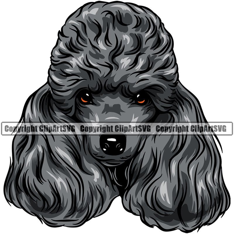 Poodle Dog Color Black Design Cute Face Animal  Puppy Pup Head Purebred Canine K-9 K9 Portrait Doggy Pedigree Animal Vector Clipart SVG
