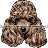 Poodle Dog Brown Color Design Long Hair Animal Cute Face Puppy Pup Head Purebred Pedigree Canine K-9 K9 Animal Portrait Doggy Vector Clipart SVG