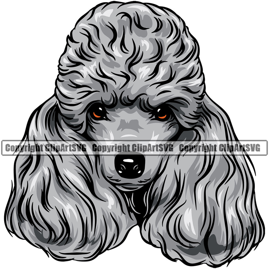 Poodle Dog Silver Color Design Element Long Hair Animal Cute Face Puppy Pup Head Purebred Pedigree Canine K-9 K9 Animal Portrait Doggy Clipart SVG