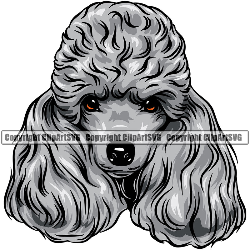 Poodle Dog Silver Color Design Element Long Hair Animal Cute Face Puppy Pup Head Purebred Pedigree Canine K-9 K9 Animal Portrait Doggy Clipart SVG