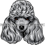 Poodle Dog Silver Color Design Element Long Hair Animal Cute Face Puppy Pup Head Purebred Pedigree Canine K-9 K9 Animal Portrait Doggy Clipart SVG
