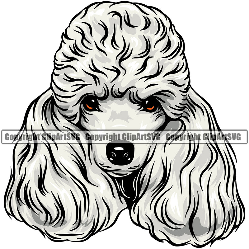 Poodle Dog White Color Design Element Puppy Pup Head Purebred Pedigree Canine K-9 K9 Animal Portrait Doggy Long Hair Design Vector Clipart SVG