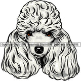 Poodle Dog White Color Design Element Puppy Pup Head Purebred Pedigree Canine K-9 K9 Animal Portrait Doggy Long Hair Design Vector Clipart SVG