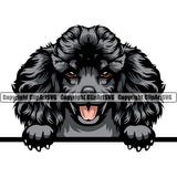 Poodle Dog Color Head Design Cute Smile Face Animal Puppy Pup Head Purebred Pedigree Canine K-9 K9 Animal Portrait Doggy Vector Clipart SVG