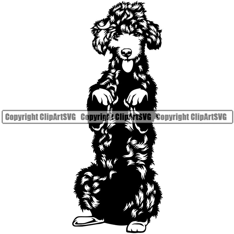 Poodle Dog Begging Design Cute Animal Body Long Hair Pup Head Purebred Pedigree Canine K-9 K9 Portrait Doggy Puppy Animal Vector Clipart SVG