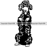 Poodle Dog Begging Design Cute Animal Body Long Hair Pup Head Purebred Pedigree Canine K-9 K9 Portrait Doggy Puppy Animal Vector Clipart SVG