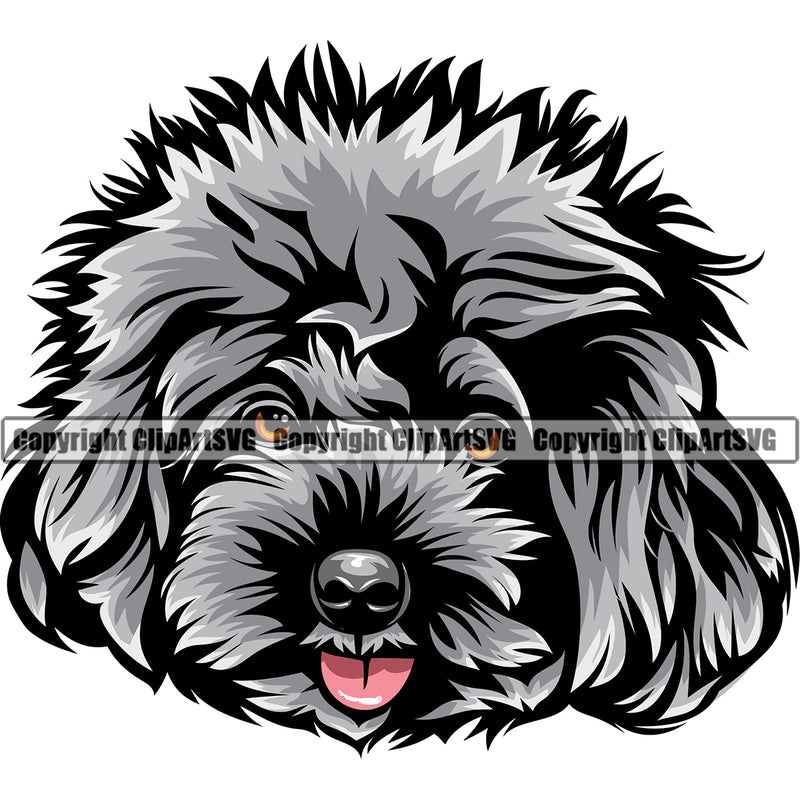 Poodle Dog Head Color Silver Design Element Puppy Pup Head Purebred Pedigree Canine K-9 K9 Portrait Doggy Face Cute Body Clipart SVG