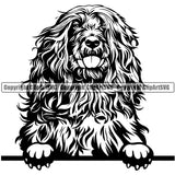 Portuguese Water Dog Peeking Design Element Smile Face Design Puppy Pup Head Purebred Pedigree Canine K-9 K9 Animal Portrait Doggy Face Cute Vector Clipart SVG