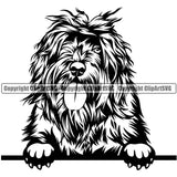 Portuguese Water Dog Peeking Design Element  Puppy Pup Head Purebred Pedigree Canine K-9 K9 Animal Portrait Doggy Face Cute Vector Clipart SVG