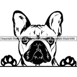 Pug Dog Peeking Design Element Animal Face Puppy Pup Head Purebred Pedigree Canine K-9 K9 Animal Portrait Doggy Face Cute Vector Clipart SVG
