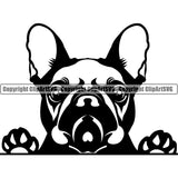 Pug Dog Peeking Design Black Color Head Puppy Pup Head Purebred Pedigree Canine K-9 K9 Animal Portrait Doggy Face Cute Vector Clipart SVG