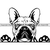 Pug Dog Peeking Design Puppy Pup Head Purebred Pedigree Canine K-9 K9 Animal Portrait Doggy Face Cute Element Vector Clipart SVG