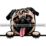 Pug Dog Color Head Peeking Design Element Animal Face Puppy Pup Head Purebred Pedigree Canine K-9 K9 Portrait Doggy Cute Vector Clipart SVG