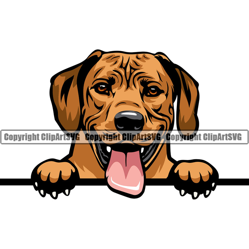 Rhodesian Ridgeback Dog Peeking Color Head Smile Face Design Puppy Pup Pedigree Canine K-9 K9 Animal Portrait Doggy Face Cute Vector Purebred Clipart SVG