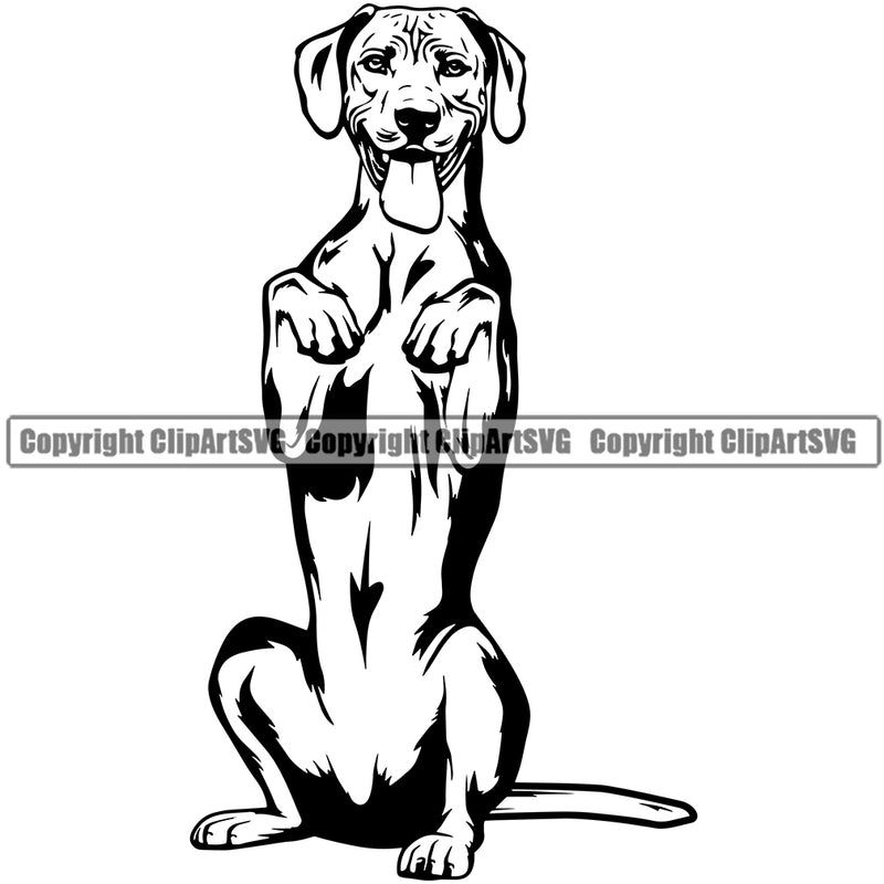 Rhodesian Ridgeback Dog Begging Smile Face Design Pedigree Canine K-9 K9 Animal Portrait Doggy Face Cute Puppy Pup Head Purebred Vector Clipart SVG
