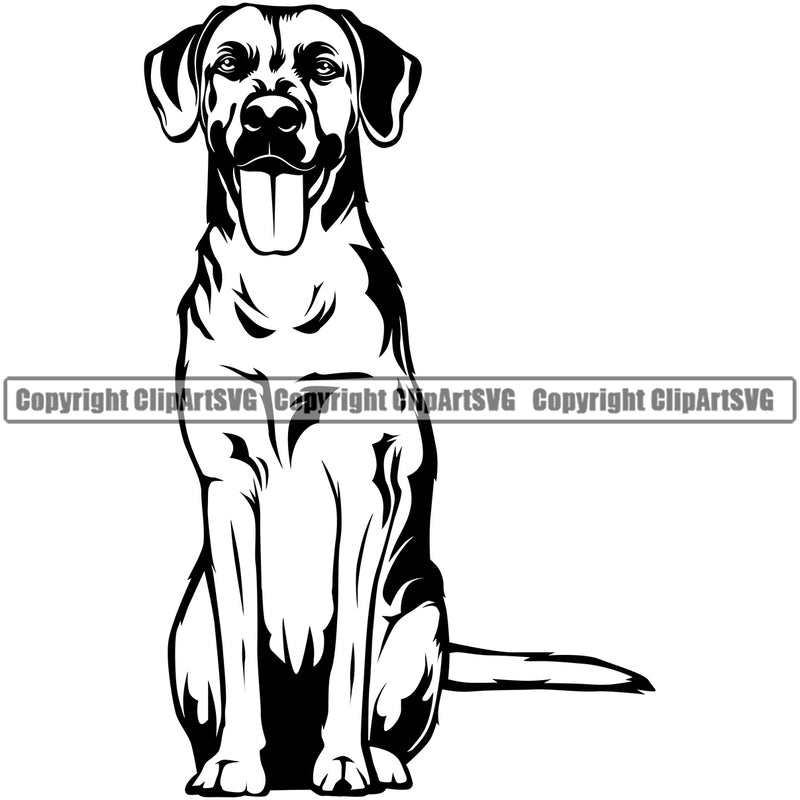 Rhodesian Ridgeback Dog Sitting Design Smile Face Puppy Pup Head K9 Animal Portrait Doggy Face Cute Purebred Pedigree Canine K-9 Vector Clipart SVG