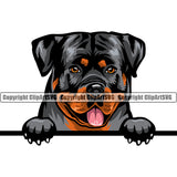 Rottweiler Dog Peeking Position Smile Face Design Puppy Pup Head Purebred Pedigree Canine K-9 K9 Animal Portrait Doggy Face Cute Vector Clipart SVG