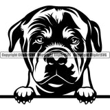 Rottweiler Dog Peeking Design Face  Puppy Head Purebred Pedigree Canine K-9 K9 Animal Portrait Doggy Face Cute Smile Vector Clipart SVG