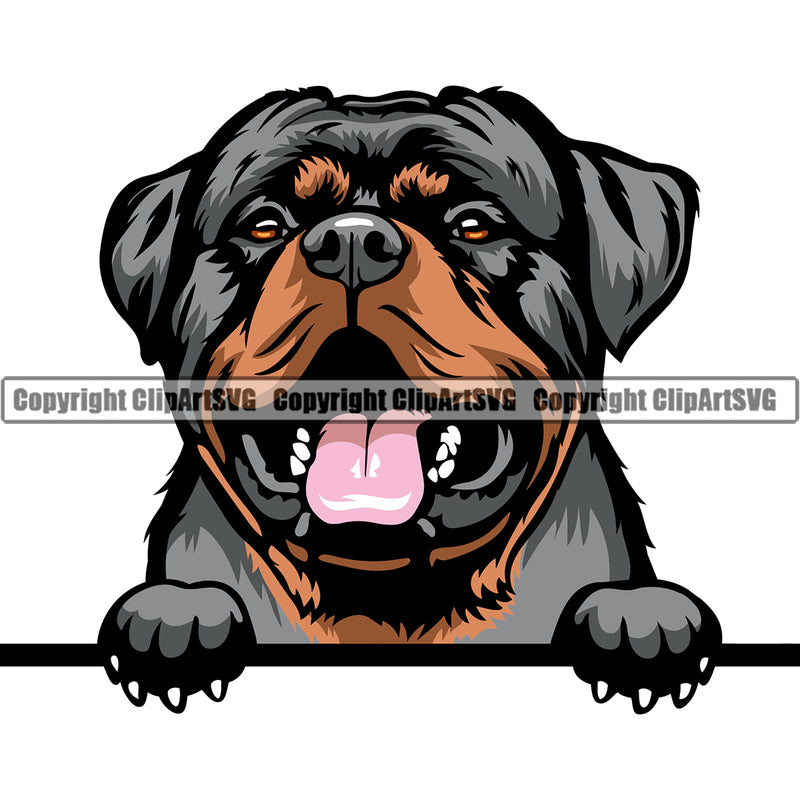Rottweiler Dog Peeking Design Smile Color Head Puppy Pup K9 Animal Portrait Doggy Face Cute Head Purebred Pedigree Canine K-9 Vector Clipart SVG