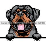 Rottweiler Dog Peeking Design Smile Color Head Puppy Pup K9 Animal Portrait Doggy Face Cute Head Purebred Pedigree Canine K-9 Vector Clipart SVG