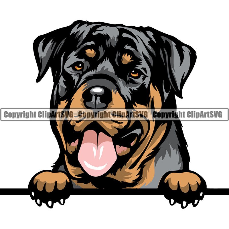 Rottweiler Dog Peeking Position Smile Face Color Design Puppy Pup Head Purebred Pedigree Canine K-9 K9 Animal Portrait Doggy Face Cute Vector Clipart SVG