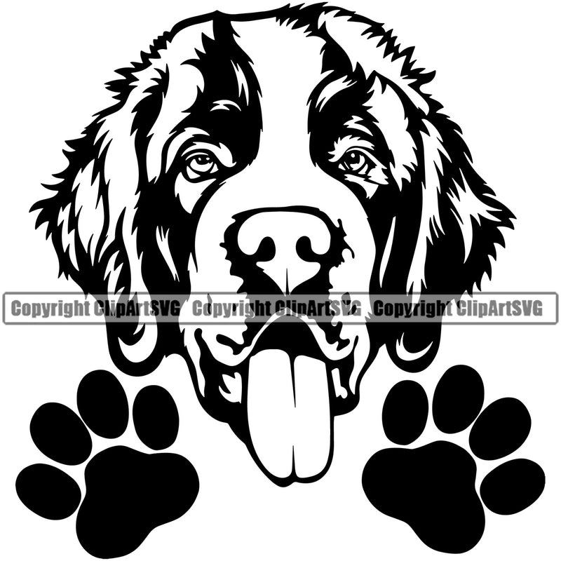 Saint Bernard Dog Peeking Design Puppy Pup Head Canine K-9 K9 Animal Portrait Doggy Face Cute Purebred Pedigree Vector Clipart SVG