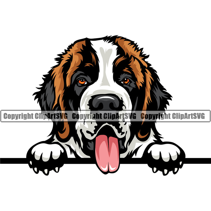 Saint Bernard Dog Peeking Color Smile Face Design Puppy Pedigree Canine K-9 K9 Animal Portrait Doggy Face Cute Pup Head Purebred Vector Clipart SVG