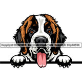 Saint Bernard Dog Peeking Color Smile Face Design Puppy Pedigree Canine K-9 K9 Animal Portrait Doggy Face Cute Pup Head Purebred Vector Clipart SVG