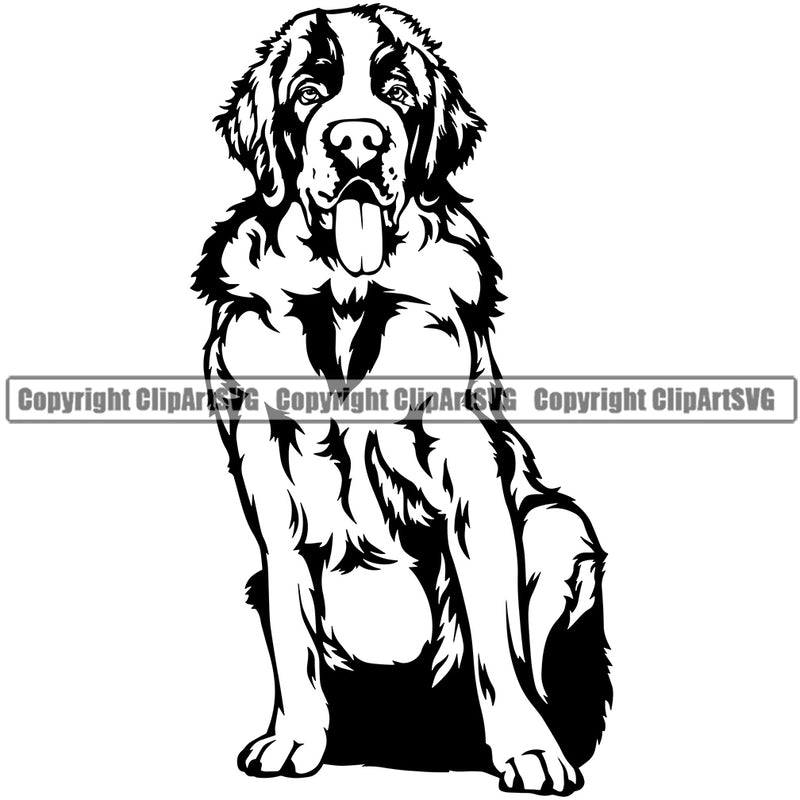 Saint Bernard Dog Sitting Position Design Puppy Pup Head Purebred Pedigree Canine K-9 K9 Animal Portrait Doggy Face Cute Smile Face Vector Clipart SVG