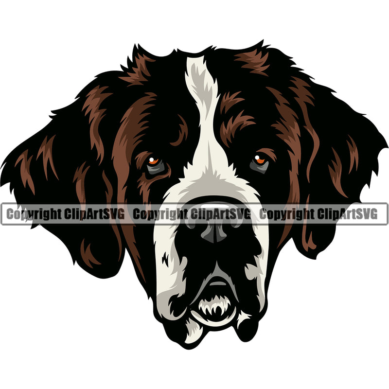 Saint Bernard Color Dog Design Puppy Pup Canine K-9 K9 Animal Portrait Doggy Face Cute Head Purebred Pedigree Vector Clipart SVG