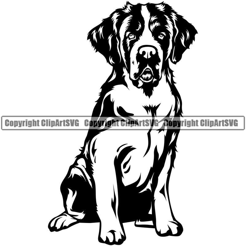 Saint Bernard Dog Sitting Position Design Puppy Pup Head Purebred Pedigree Canine K-9 K9 Animal Portrait Doggy Face Cute Vector Clipart SVG