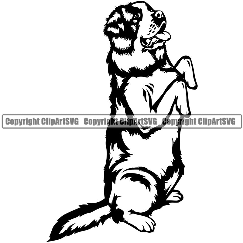 Saint Bernard Dog Begging Face Design Canine K-9 K9 Animal Portrait Doggy Face Cute Puppy Pup Head Purebred Pedigree Vector Clipart SVG