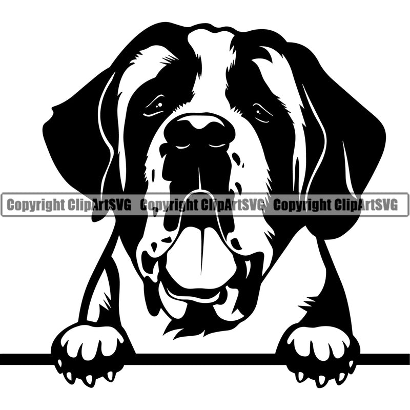 Saint Bernard Dog Peeking Design Puppy Pedigree Canine Pup Head K-9 K9 Animal Portrait Doggy Face Cute Purebred Vector Clipart SVG