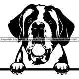 Saint Bernard Dog Peeking Design Puppy Pedigree Canine Pup Head K-9 K9 Animal Portrait Doggy Face Cute Purebred Vector Clipart SVG